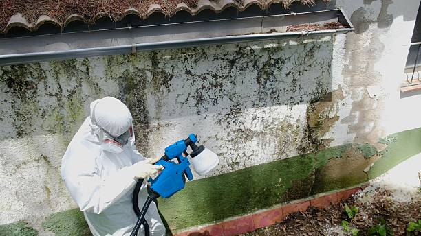 Top rated local Mold Testing specialists in Luke Air Force Base, AZ